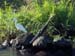 White and Blue Herons
