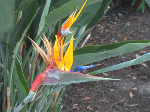 Bird of Paridise