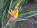 Bird of Paridise
