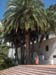 Gal Under Palm
