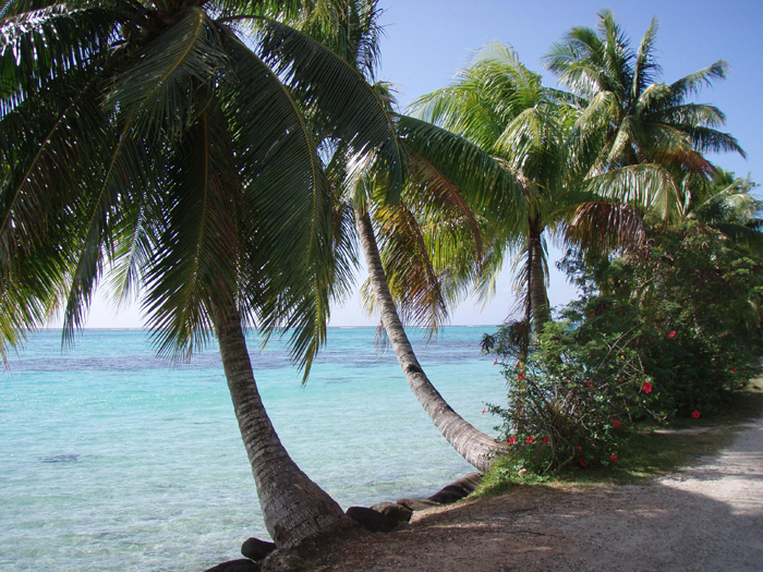Bora Bora Palms