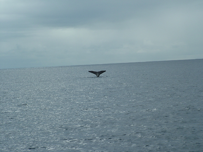 Whale Sounding at the entrance to Cooks Bay