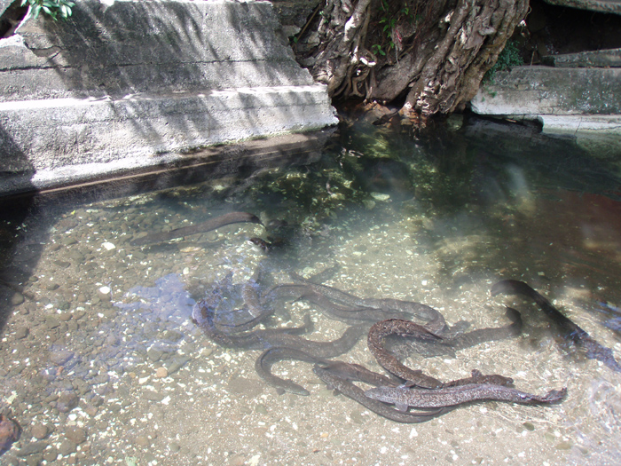 Sacred eels