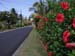Flowers on the road