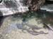 Sacred eels