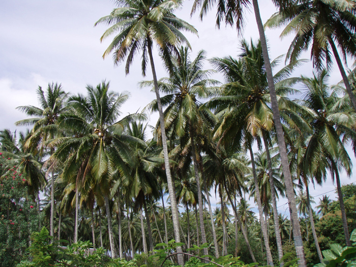 Palm forest