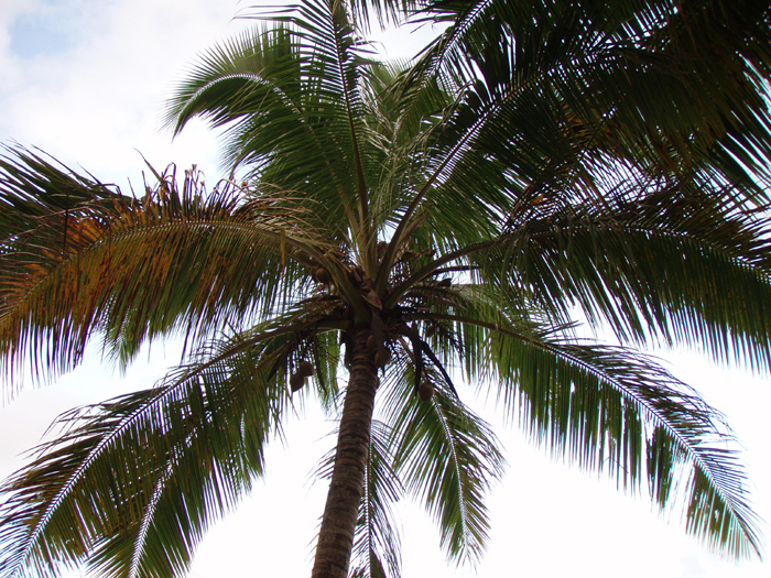 Palm