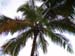 Palm