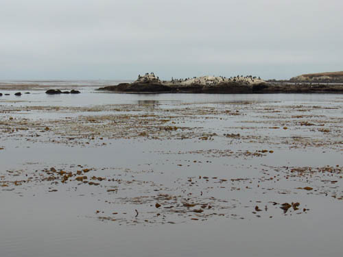 020 Kelp