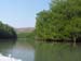 Mangrove Trip 012