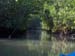 Mangrove Trip 020