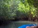 Mangrove Trip 021