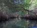 Mangrove Trip 026
