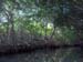 Mangrove Trip 030