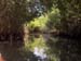 Mangrove Trip 047