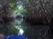 Mangrove Trip 053