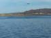 Birds taking wing II