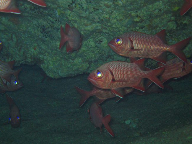 A Cave Dive in Nuie - by Cool Bananas (3)