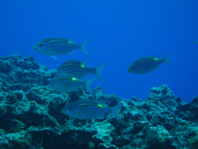 A Cave Dive in Nuie - by Cool Bananas (6)
