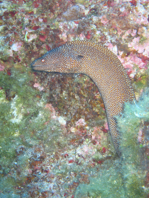 A Cave Dive in Nuie - by Cool Bananas