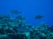 A Cave Dive in Nuie - by Cool Bananas (6)