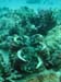 Clam in the coral - by Cool Bananas