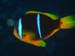 Clown Fish close up - by Cool Bananas