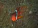 Clown Fish in the Kelp - by Cool Bananas
