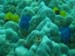 Colourful stuff in the coral - by Cool Bananas