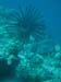 Cool Kelp  - by Cool Bananas