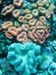 Coral formations - by Cool Bananas