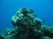 Coral mound - by Cool Bananas