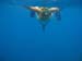 Diving into Mariners Cave  - by Cool Bananas (4)