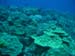 Fine Coral Garden