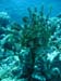 Fine Kelp - by Cool Bananas