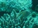 Fish hiding in the coral - by Cool Bananas