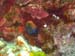 Fish in red coral - by Cool Bananas
