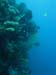 Kelp growing on coral - by Cool Bananas
