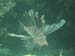 Lion Fish - by Cool Bananas