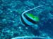 Moorea Underwater delights - by Cool Bananas (1)