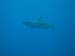Moorea Underwater delights - by Cool Bananas (12)