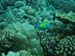 Moorea Underwater delights - by Cool Bananas (14)