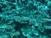 Moorea Underwater delights - by Cool Bananas (16)