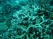 Moorea Underwater delights - by Cool Bananas (17)