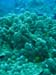 Moorea Underwater delights - by Cool Bananas (18)