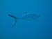 Moorea Underwater delights - by Cool Bananas (19)