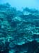 Moorea Underwater delights - by Cool Bananas (21)