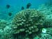 Moorea Underwater delights - by Cool Bananas (23)