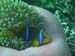 Moorea Underwater delights - by Cool Bananas (24)
