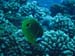 Moorea Underwater delights - by Cool Bananas (4)